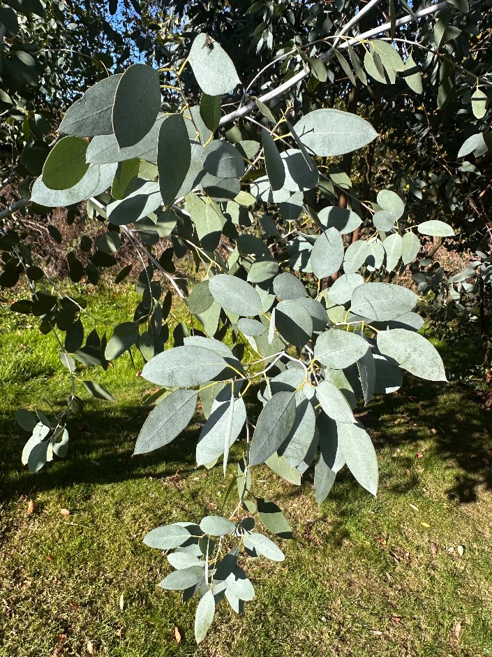 Devon Grown Eucalyptus