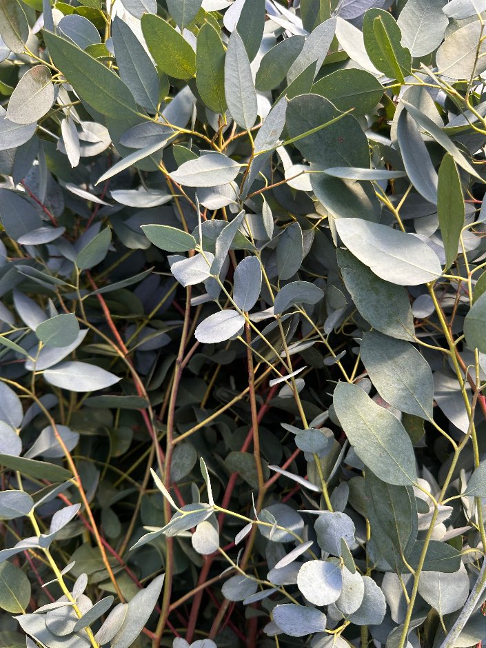 Devon Grown Eucalyptus