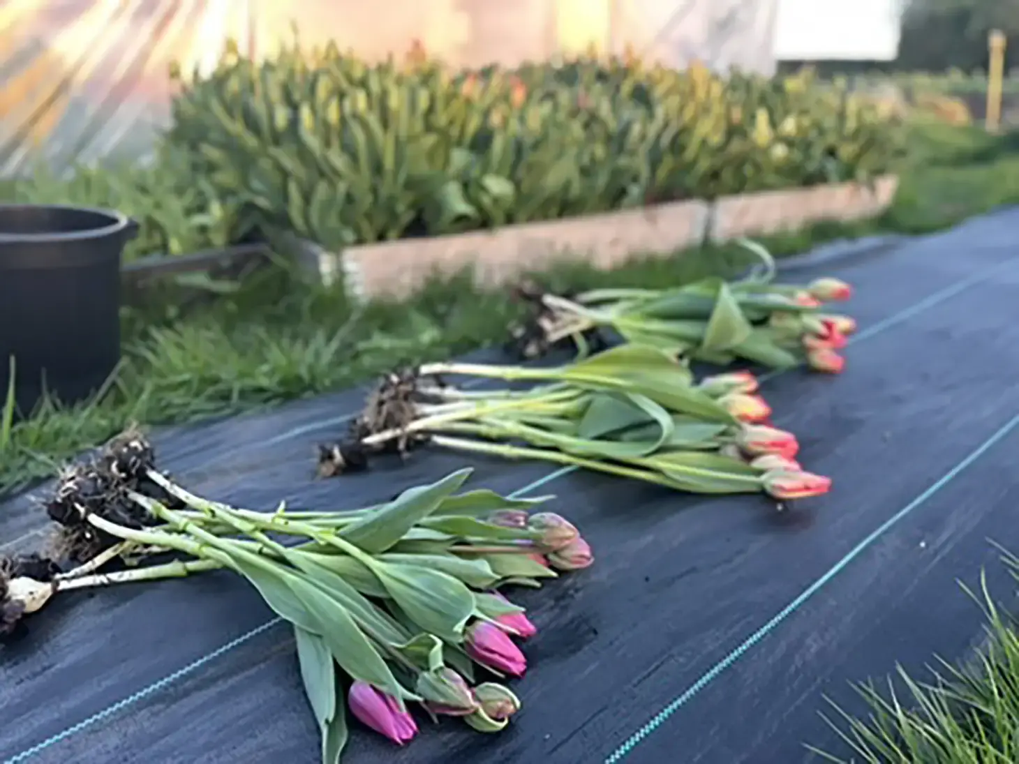 Spring Bunch
