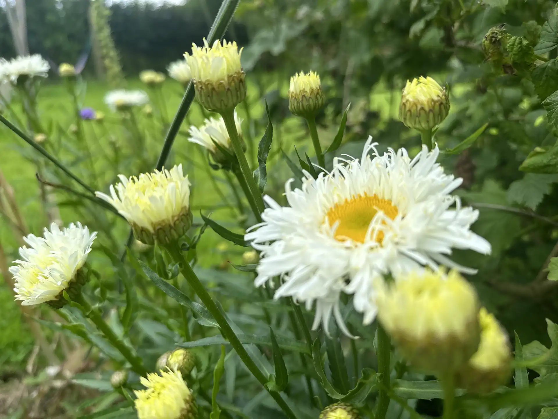 Choosing Flowers for Special Occasions
