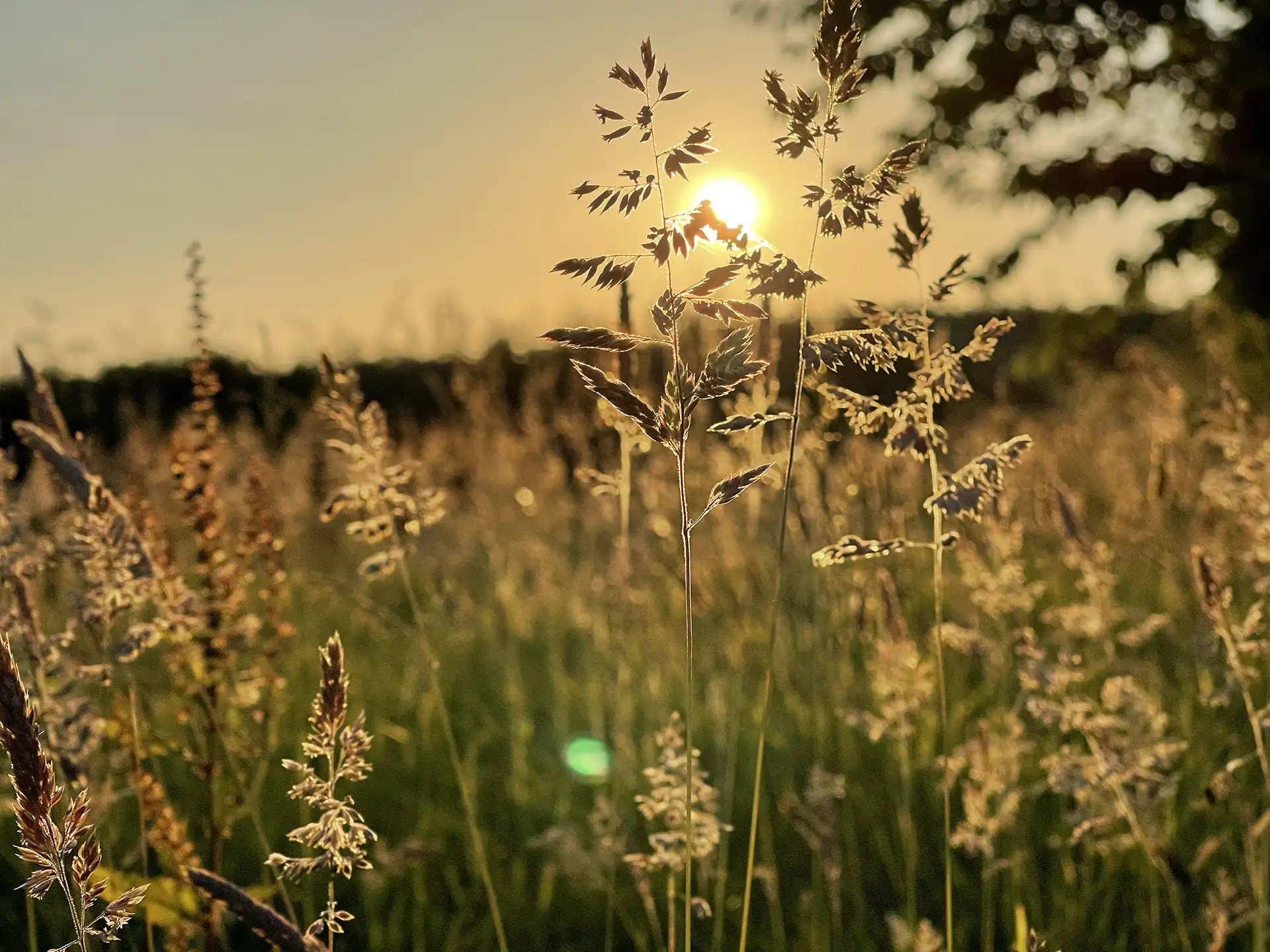 Sustainable Ethos in Flower Farming