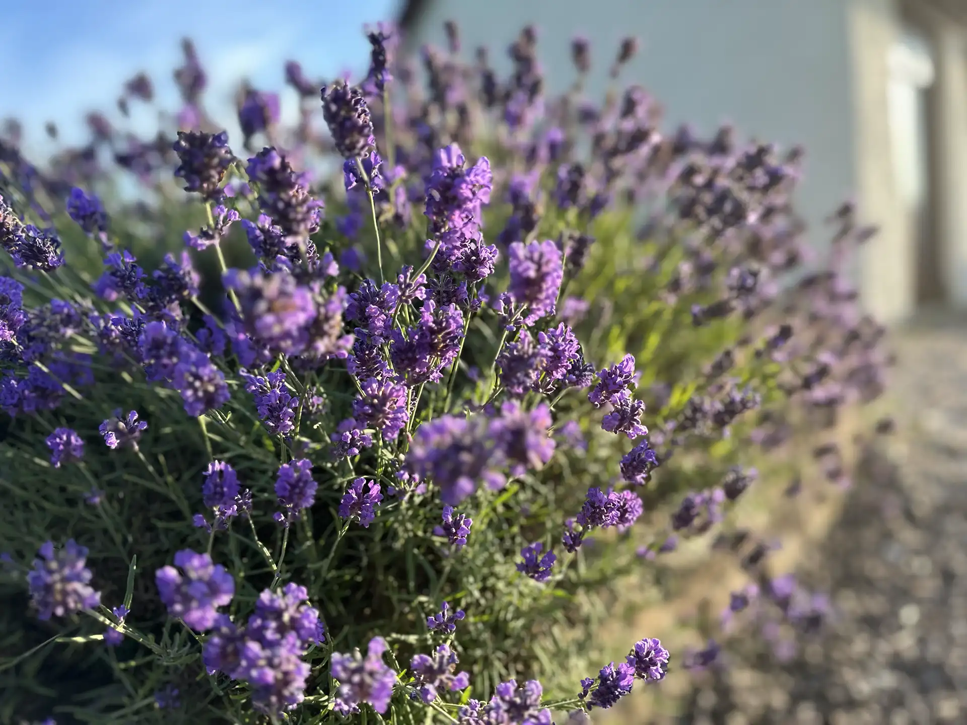 Creating No-Dig Flower Beds