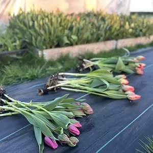 Large Spring Bunch